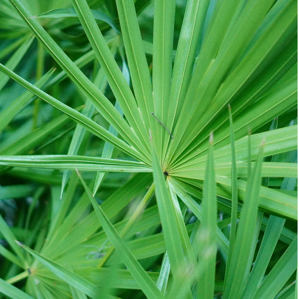 Saw Palmetto